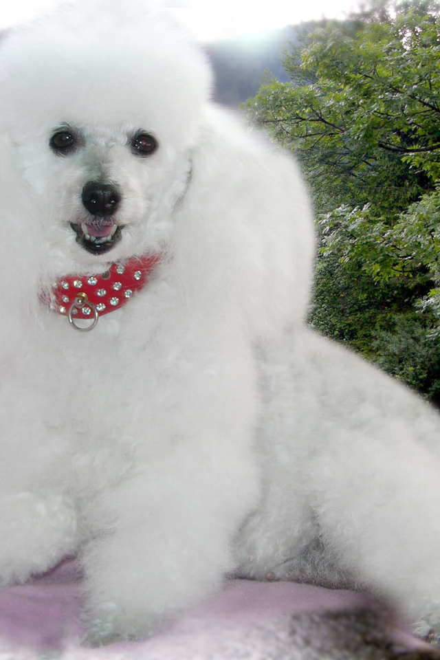 Пудель белое облачко