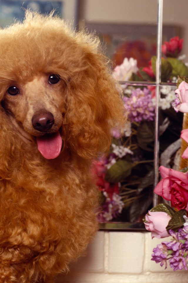 Пудель с букетом