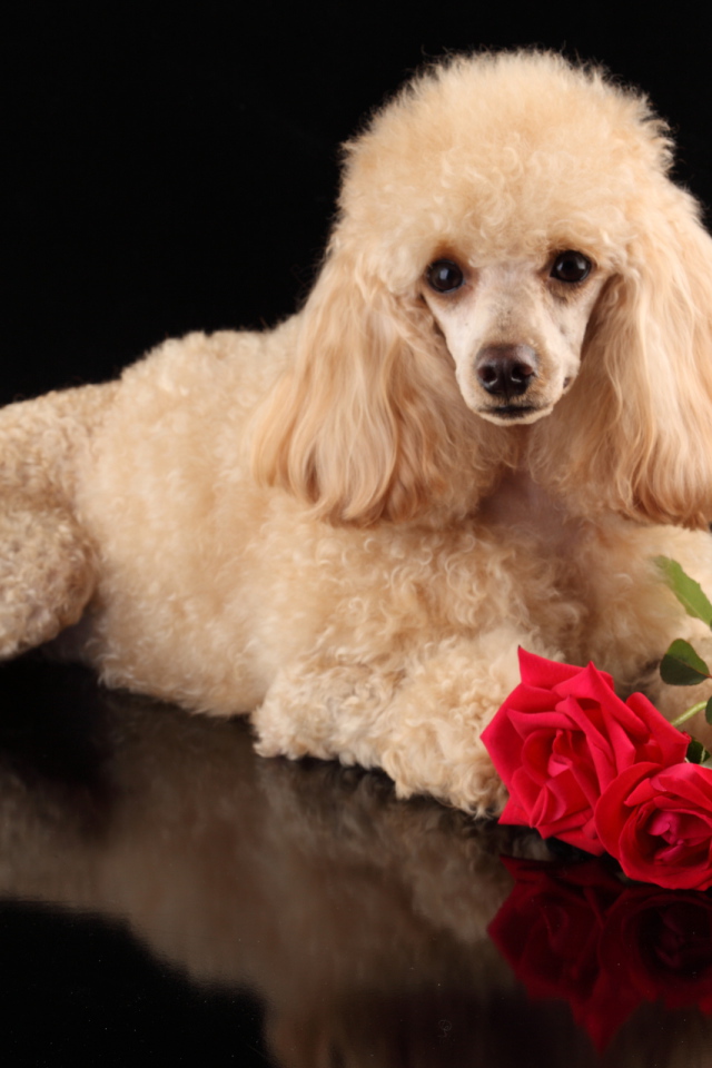 Пудель с букетом роз