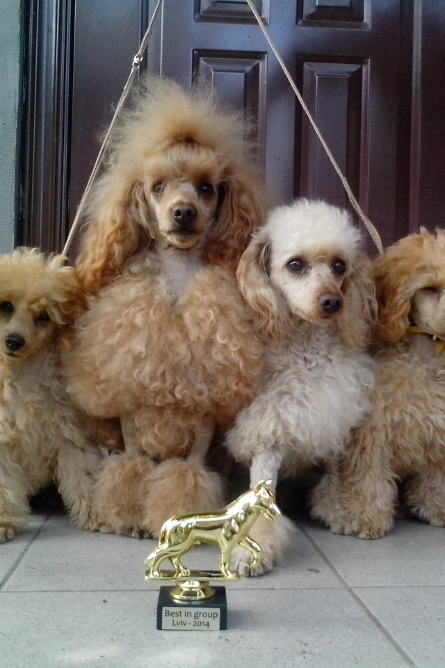Пудели с наградами