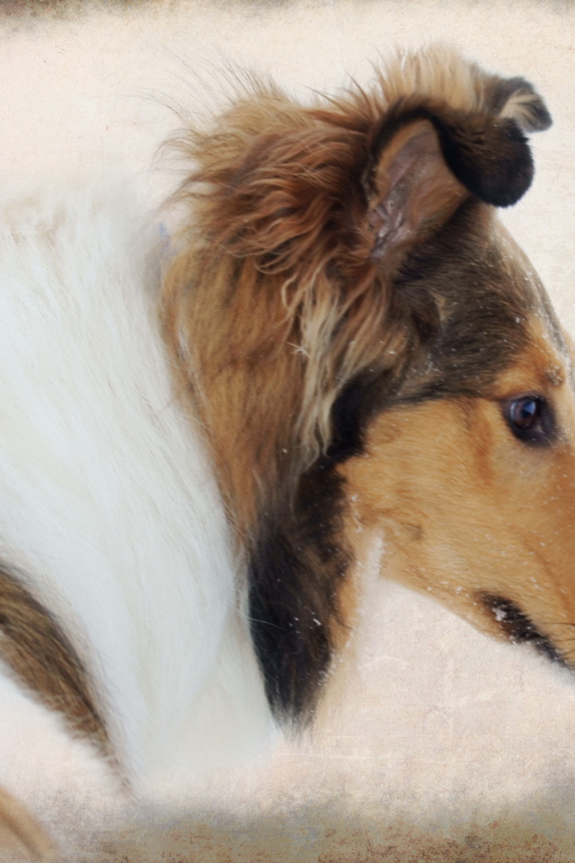 Портрет собаки колли