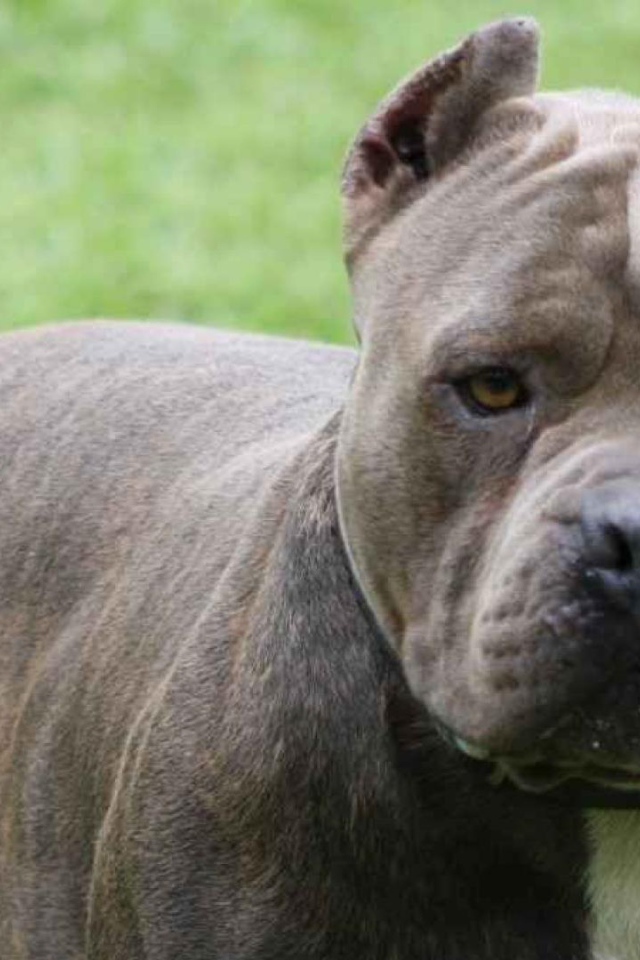 Мощный пес питбуль