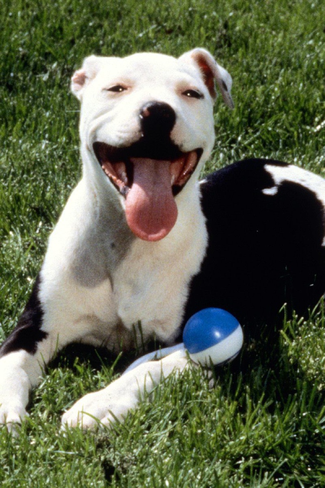 Довольная собака питбуль