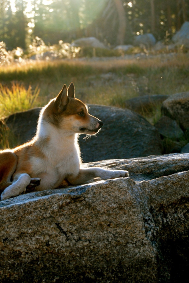 Гордый норвежский лундехунд