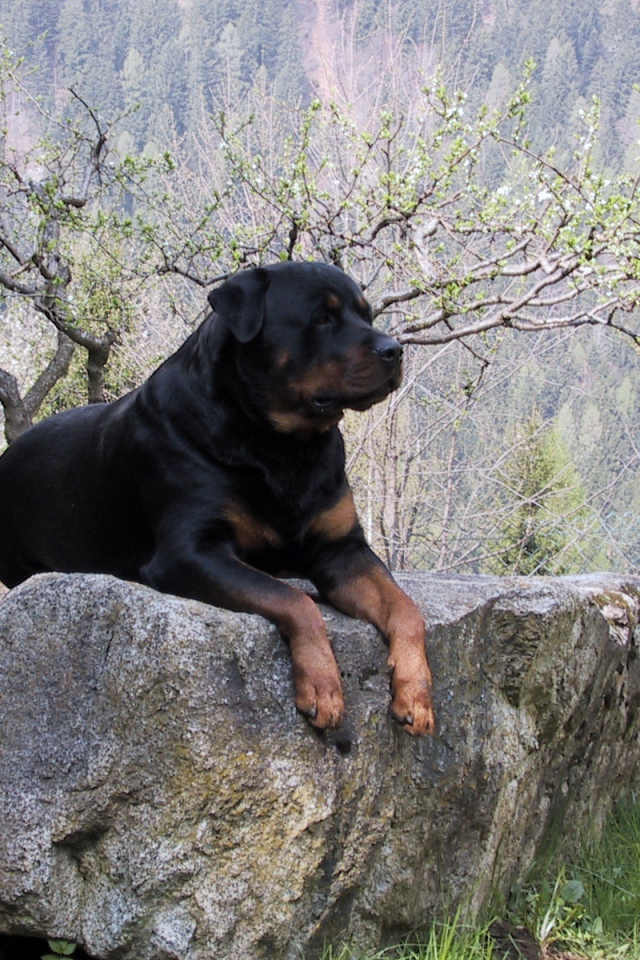 Гордый ротвейлер на камне