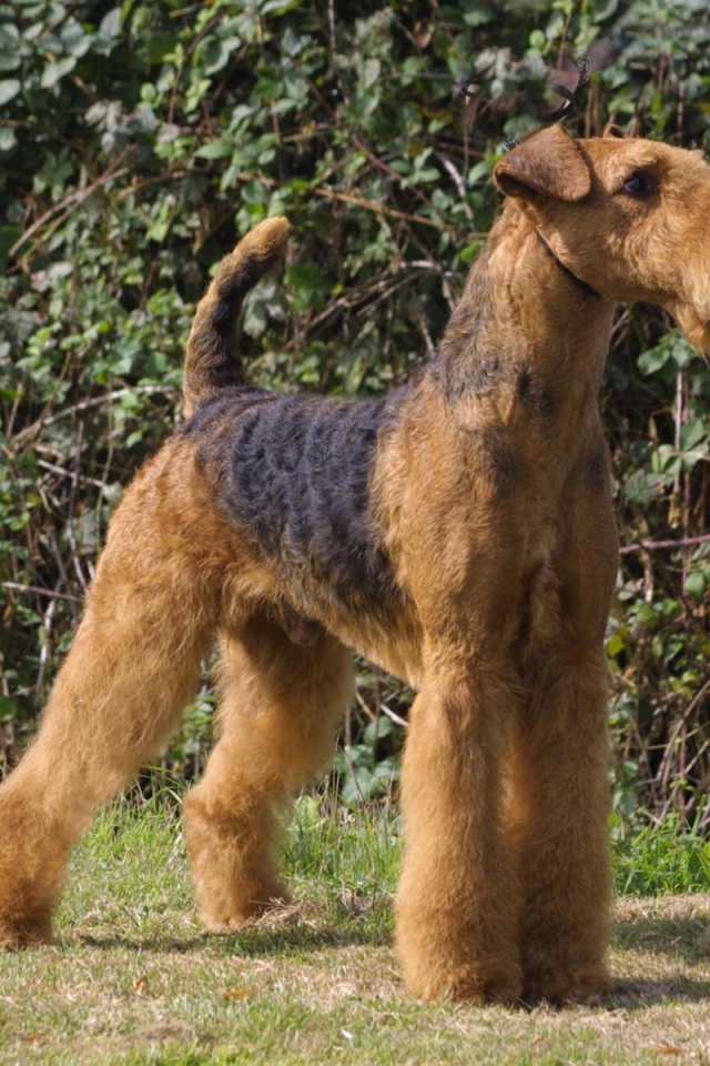 Гордый пес эрдельтерьер