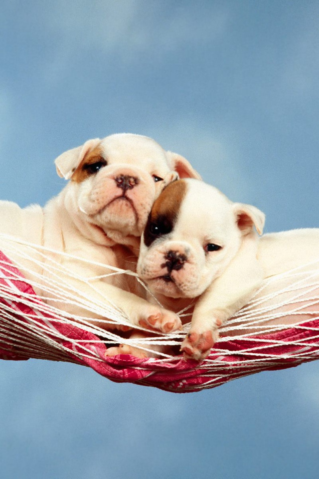 Щенки в гамаке