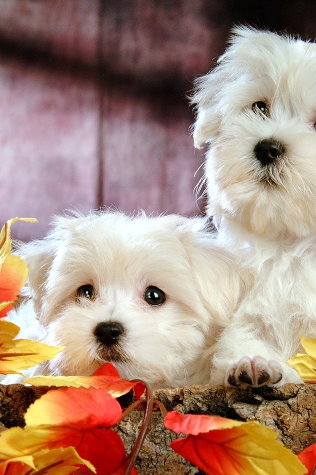 Щенки болонки среди листьев