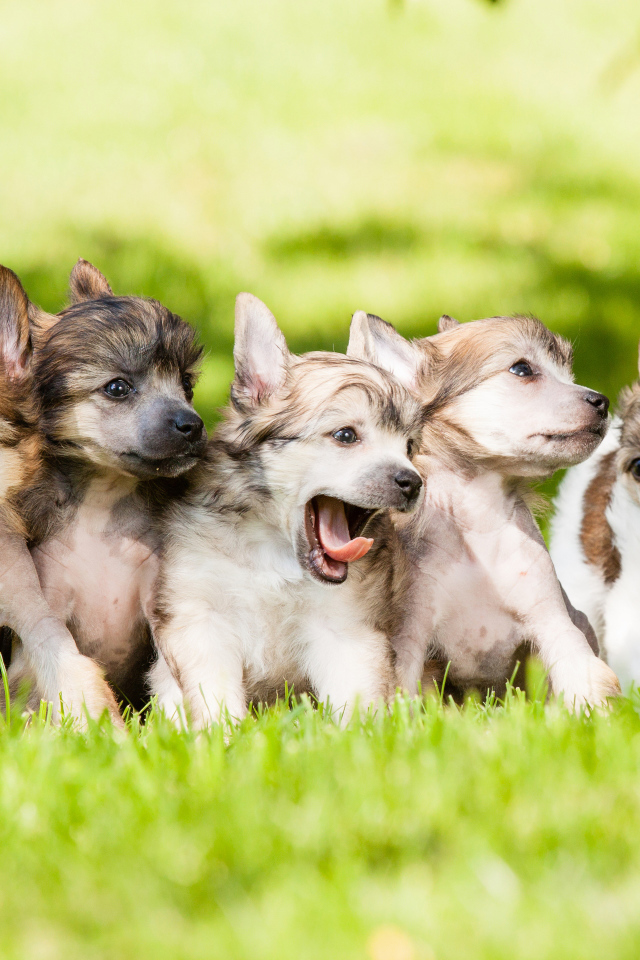 Щенки играют на траве
