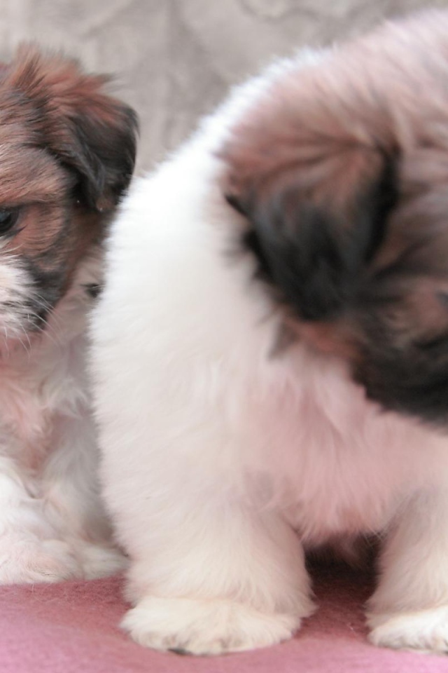 Щенки собаки шитцу