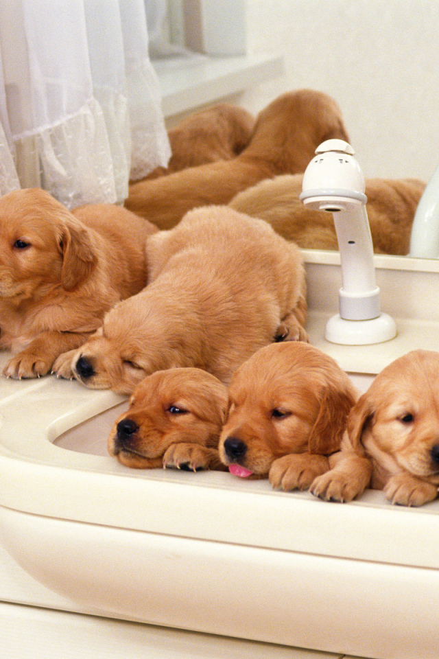 Щенки хотят купаться