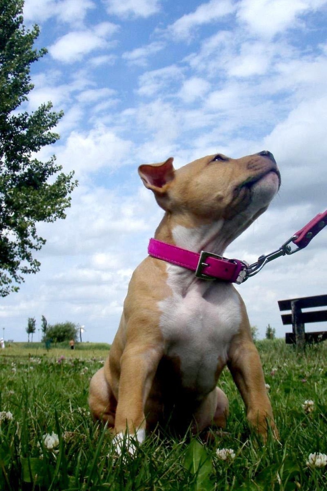 Щенок американского стаффордширского терьера на поводке