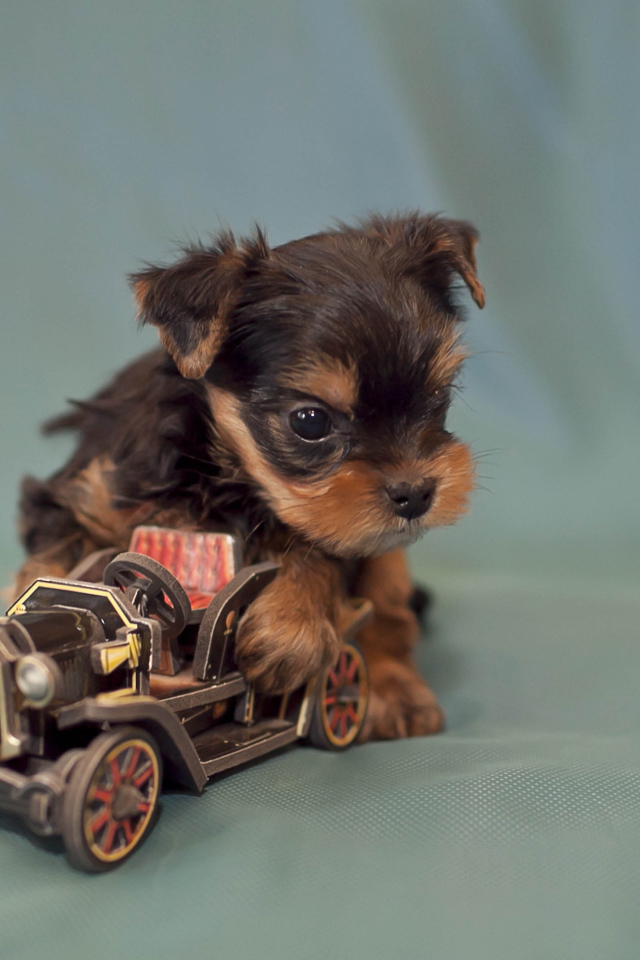 Щенок бивер йорк