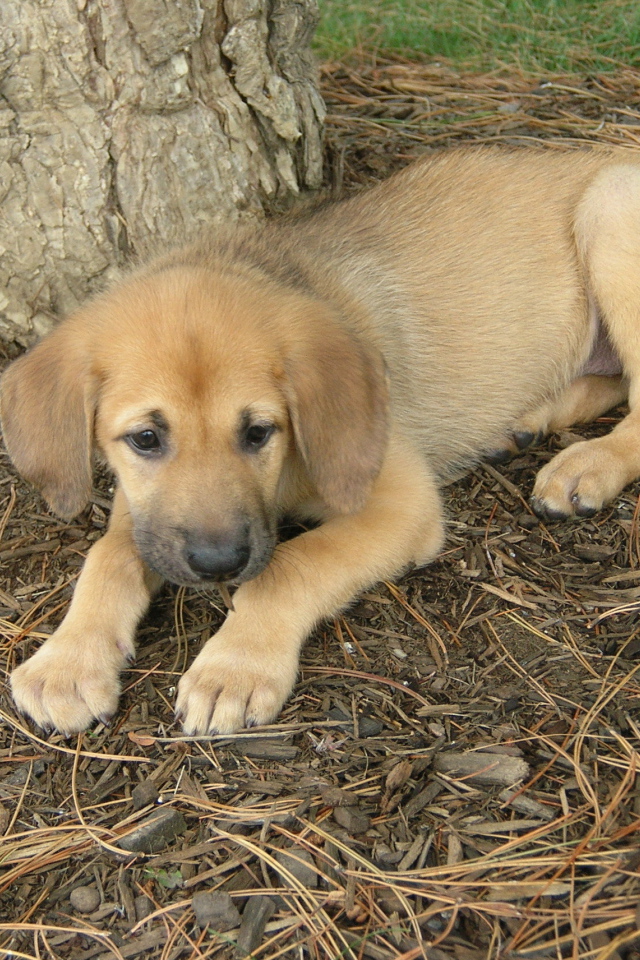 Щенок собаки чинук