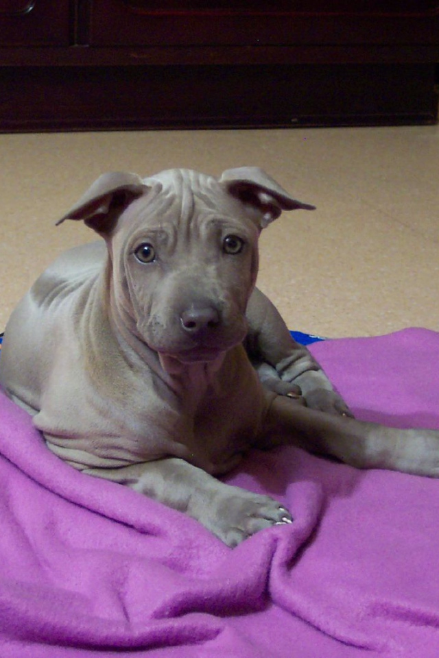 Щенок собаки тайский риджбек