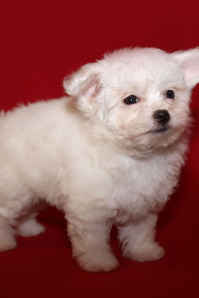 Щенок итальянской болонки