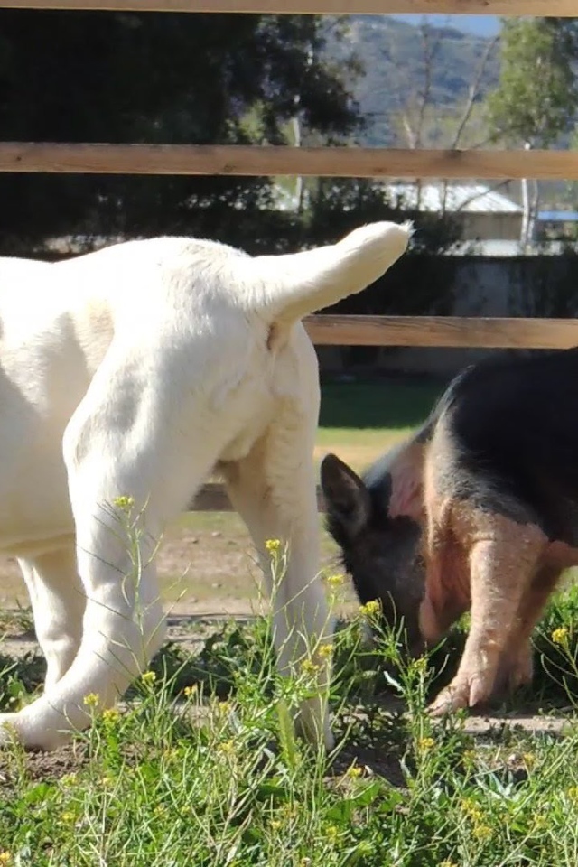 Щенок алабая у забора