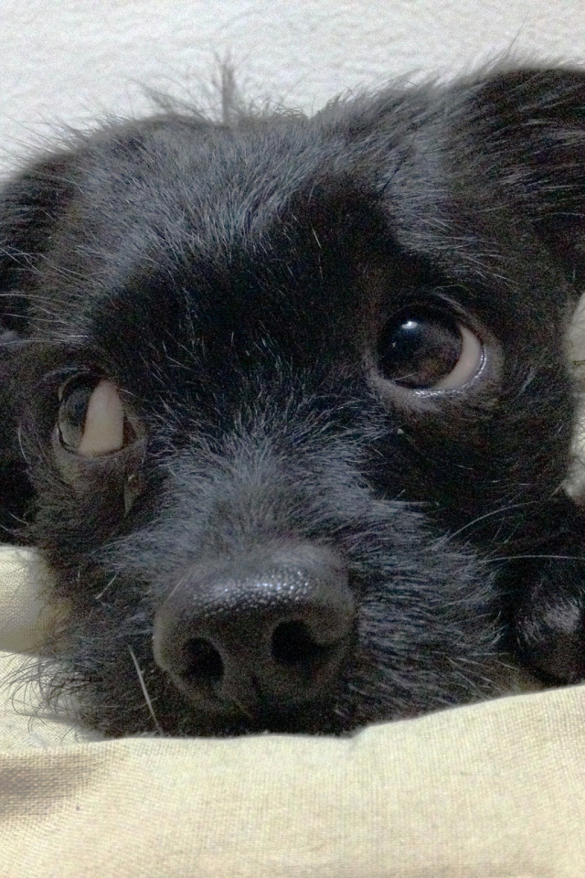 Щенок собаки аффенпинчер