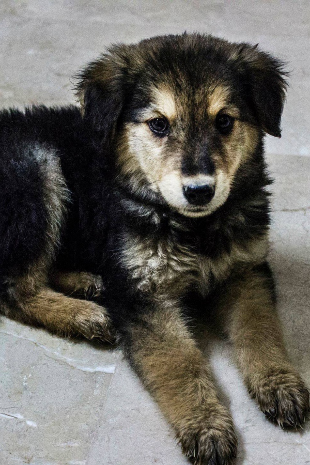 Щенок собаки муди