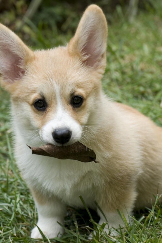 Щенок собаки вельш-корги