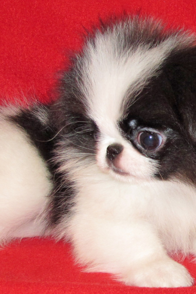 Щенок собаки японский хин