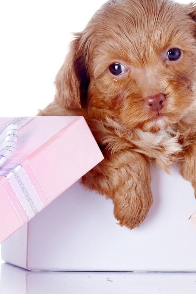 Щенок в коробке