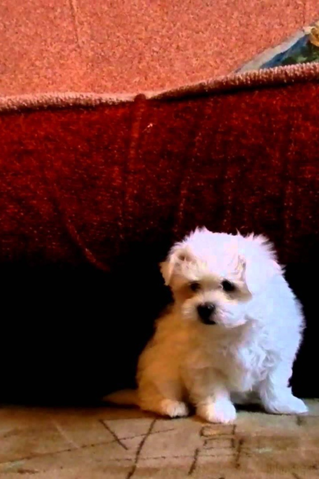 Щенок болонки под диваном