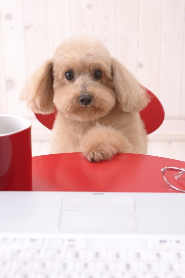 Щенок пуделя за столом