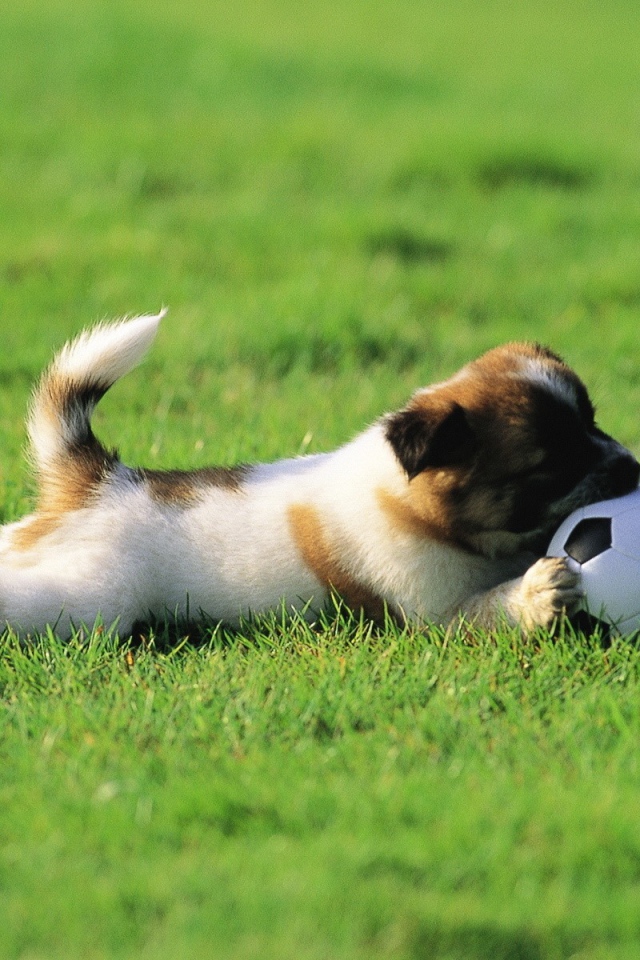 Щенок играет с мячом