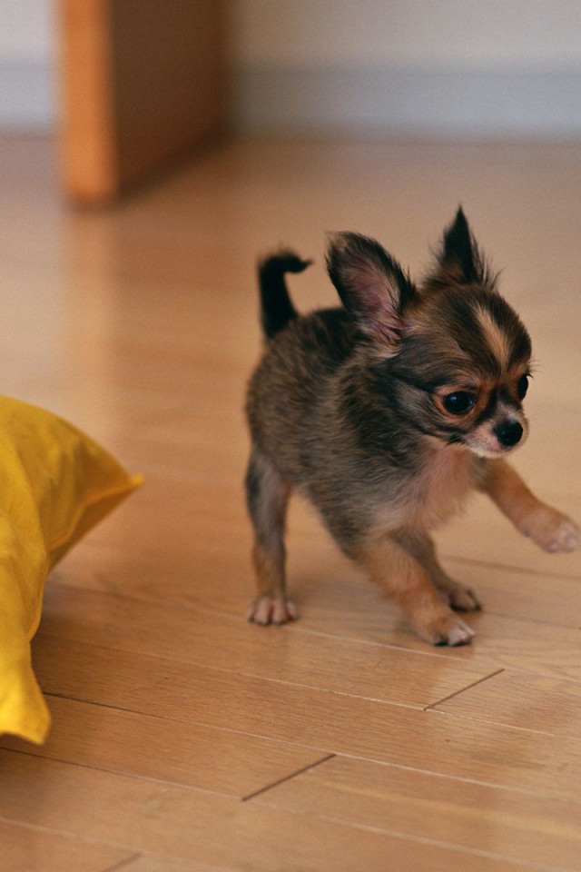 Щенок бегает по полу