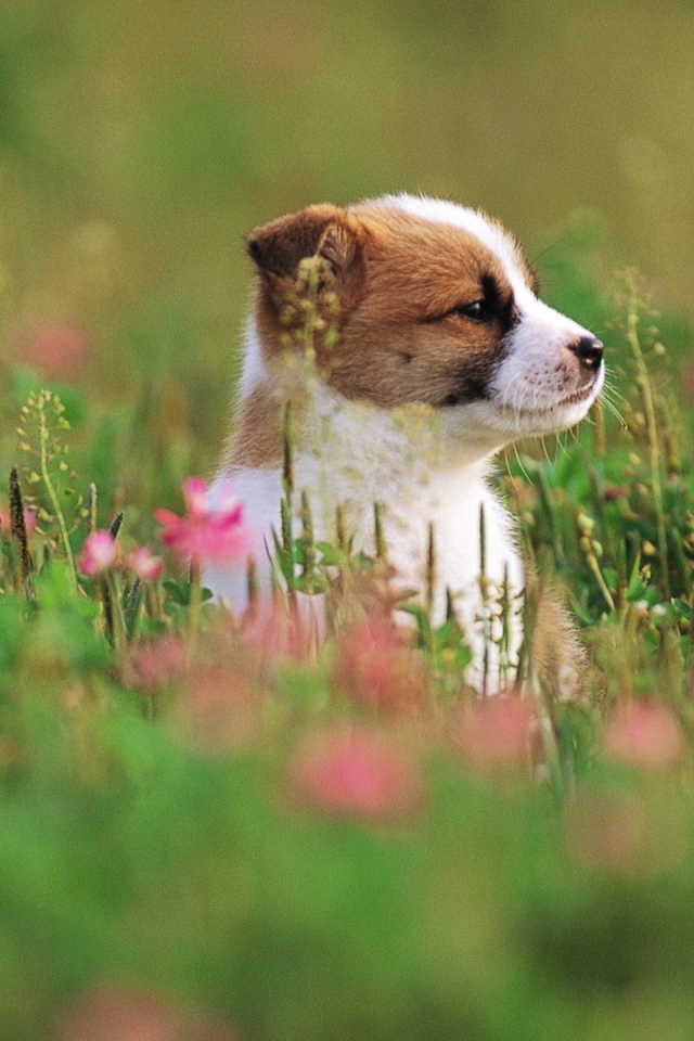 Щенок сидит в траве