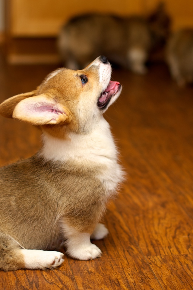 Щенок вельш-корги смотрит вверх