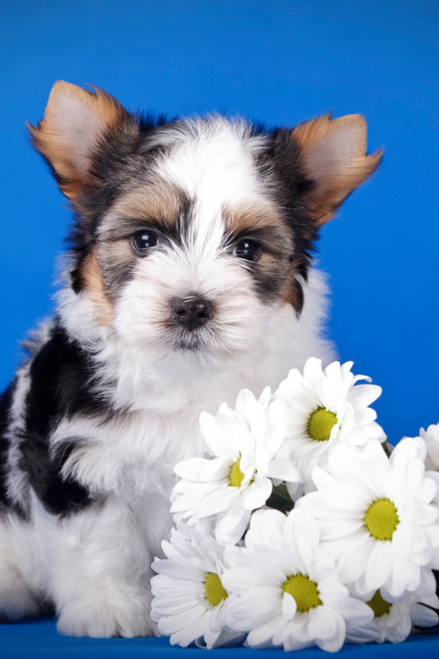 Щенок бивер йорк с букетом