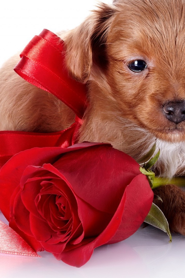 Щенок с бантом и розой