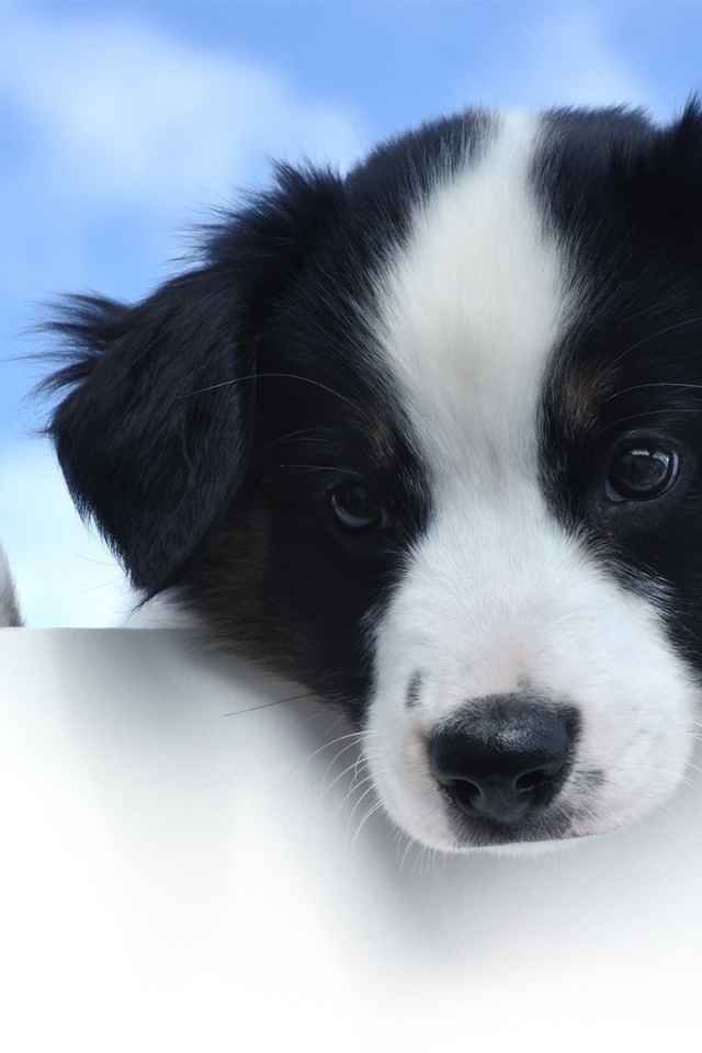 Щенок с белой мордой