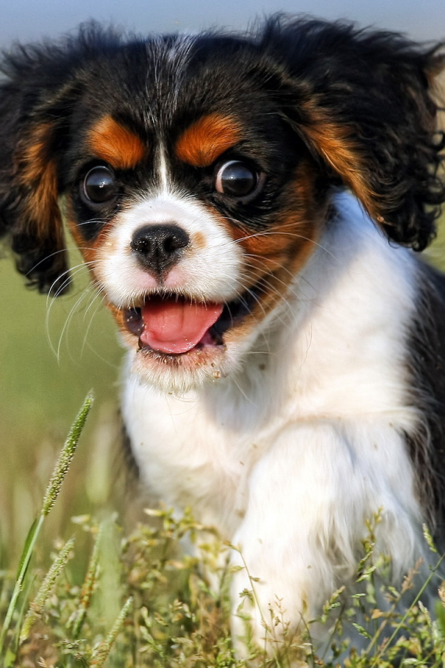 Щенок с пушистыми ушами