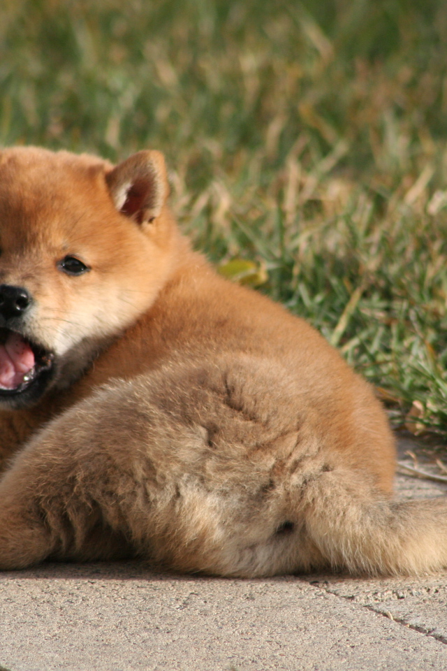 Щенок зевает