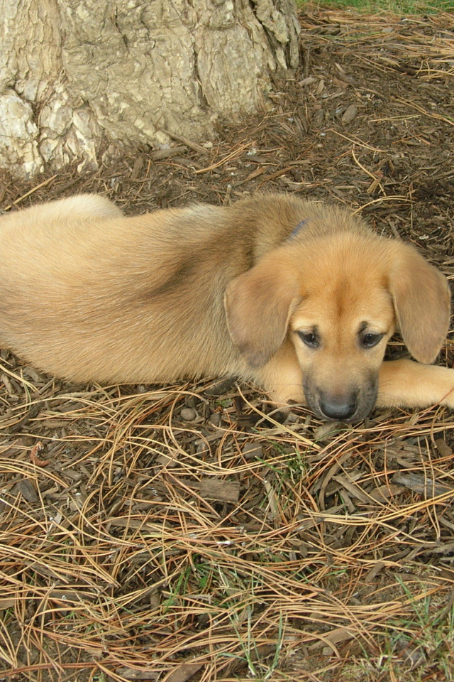 Породистый щенок чинук