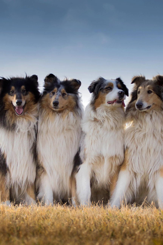 Quartet Dog Collie