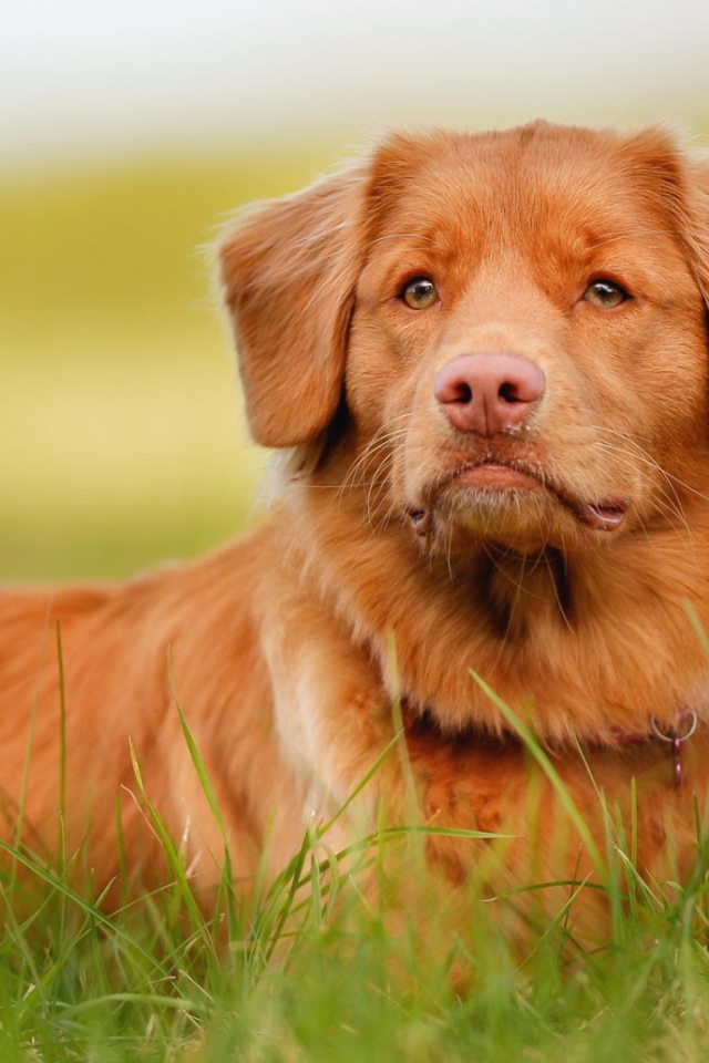 Рыжая собака и зелёная травка