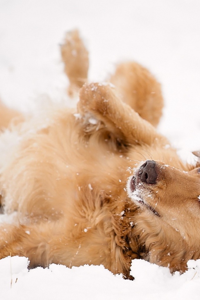 Рыжая собака лежит в снегу