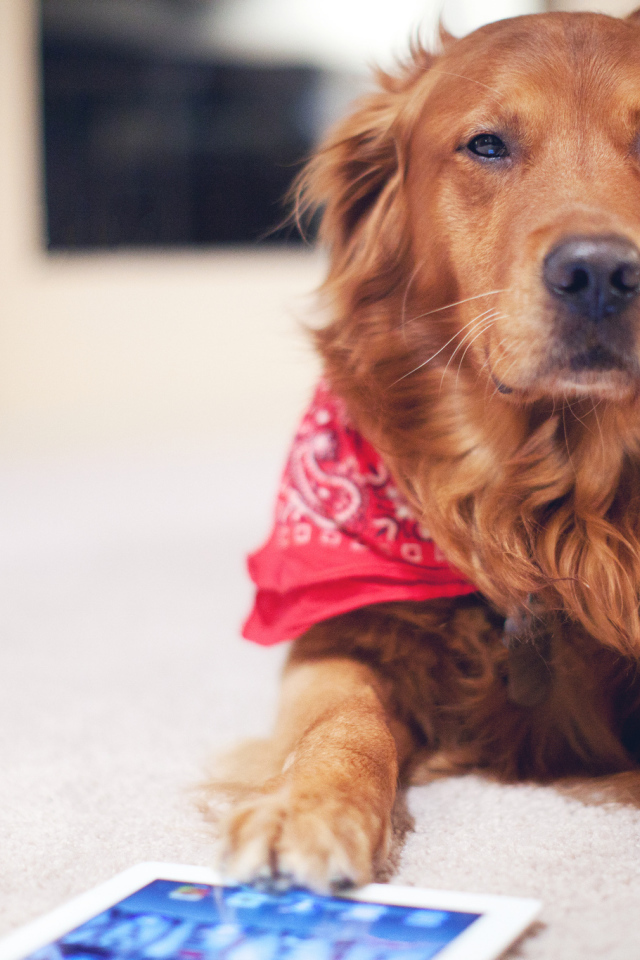 Рыжая собака с планшетом