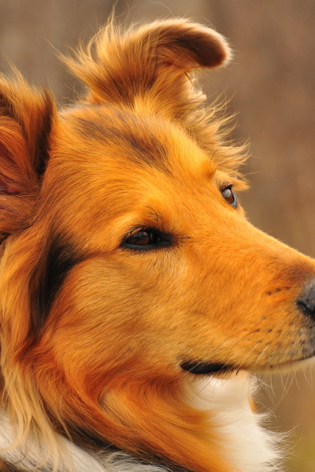 Рыжая собака колли