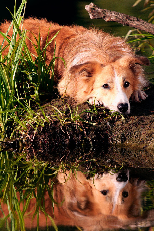 Рыжая колли отдыхает на берегу