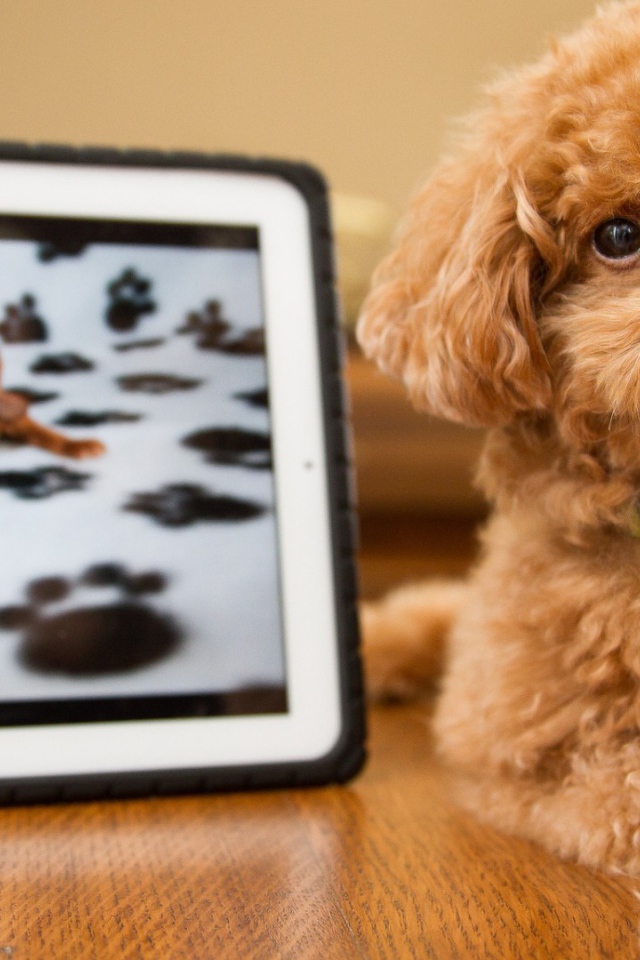 Pыжый щенок с картиной