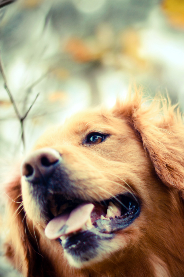 Ретривер в осеннем парке