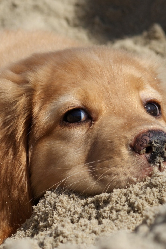 Ретривер в песке
