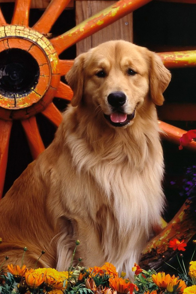 Ретривер возле колеса