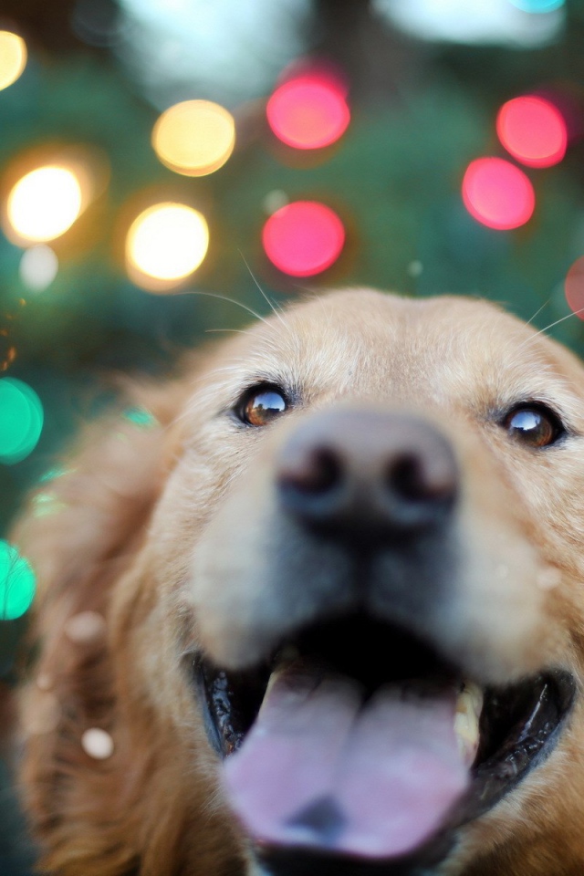 Ретривер на фоне огней