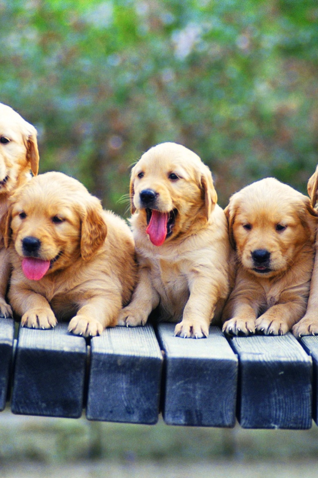 Щенки ретривера на лавке